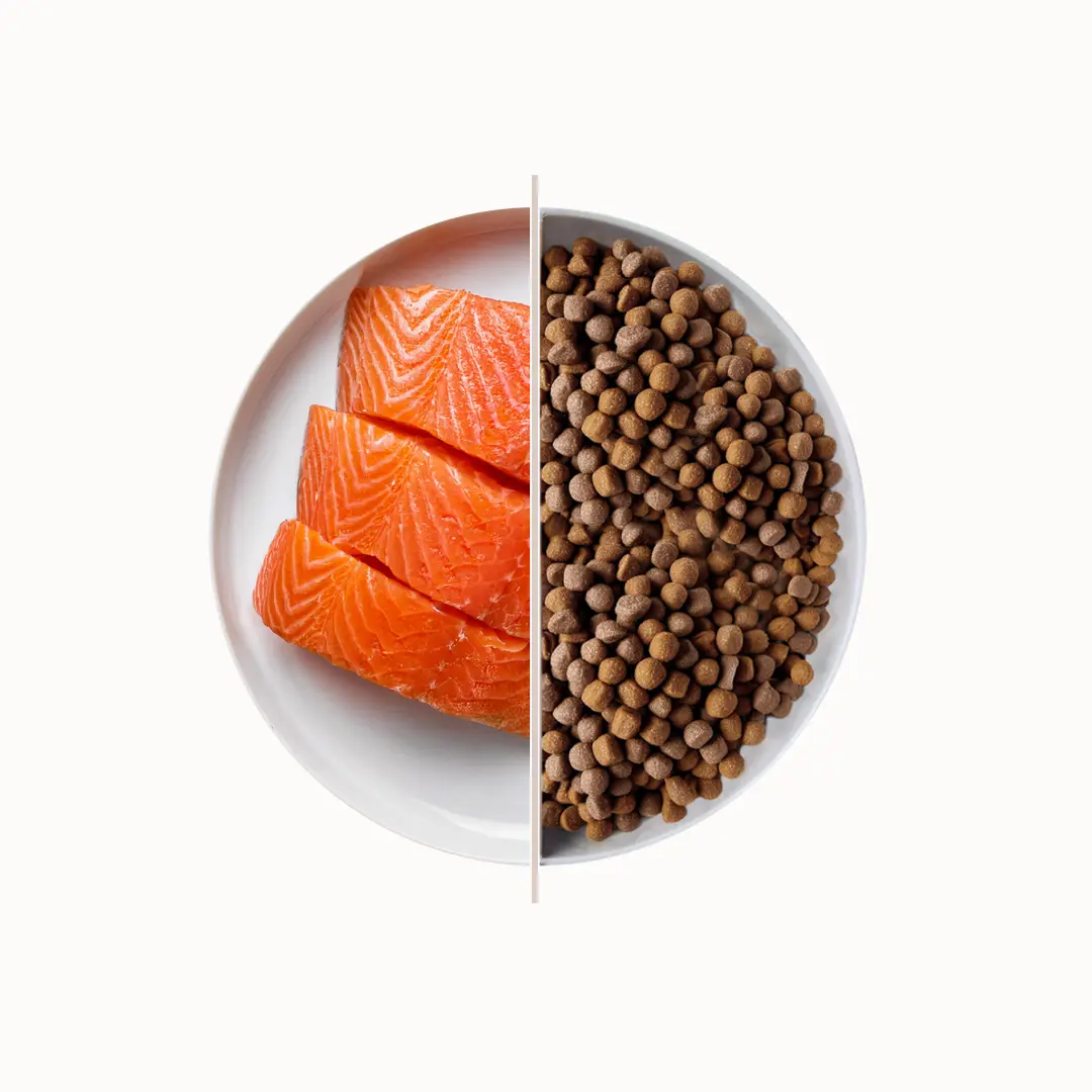 TOP Salmon suha hrana za odrasle pse – losos 10 kg